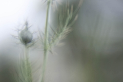 Lensbaby Velvet 85 mm (130 mm) (c) Andrea Hermann