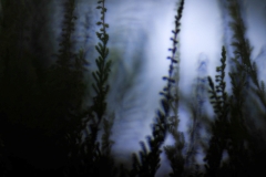 Lensbaby Velvet 85 mm (130 mm) (c) Andrea Hermann