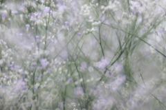 Lensbaby Velvet 85 mm (130 mm) (c) Andrea Hermann
