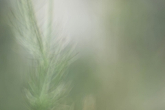 Lensbaby Velvet 85 mm (130 mm) (c) Andrea Hermann