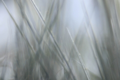 Lensbaby Velvet 85 mm (130 mm) (c) Andrea Hermann