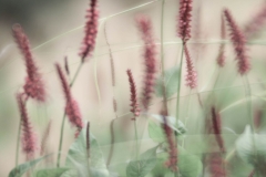 Lensbaby Velvet 85 mm (130 mm) (c) Andrea Hermann