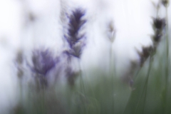 Lensbaby Velvet 85 mm (130 mm) (c) Andrea Hermann