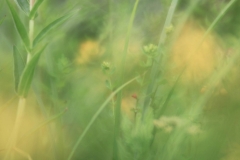 Lensbaby Velvet 85 mm (130 mm) (c) Andrea Hermann