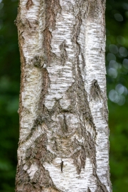 200 mm (c) Astrid Padberg