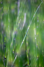 200 mm (c) Astrid Padberg