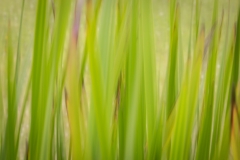 200 mm (c) Astrid Padberg