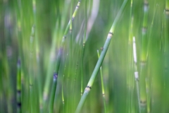 200 mm (c) Astrid Padberg