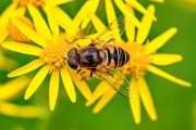 90 mm Makro (c) Gerd Baumann