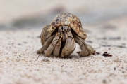 Grauer Einsiedlerkrebs, Froschperspektive (c) Astrid Padberg