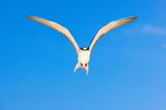 Rußseeschwalbe, Froschperspektive (c) Astrid Padberg