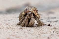 Grauer Einsiedlerkrebs, Froschperspektive (c) Astrid Padberg