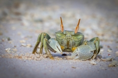Gehörnte Geisterkrabbe, Froschperspektive (c) Astrid Padberg