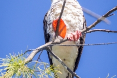 Rotfußtölpel, Froschperspektive (c) Astrid Padberg