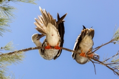 Rotfußtölpel, Froschperspektive (c) Astrid Padberg