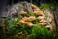 Froschperspektive (c) Detlef Buxmann