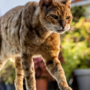 1-Bengalkatze-klein_web