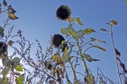 3-Sonnenblume-klein_web