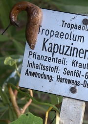 Froschperspektive (c) Renate Romanus
