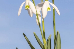 (c) Hans Peter Eckstein