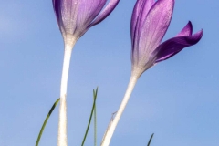 (c) Hans Peter Eckstein