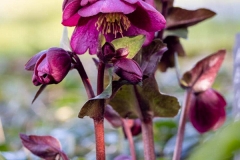 (c) Hans Peter Eckstein