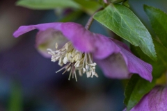 (c) Hans Peter Eckstein