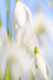 (c) Ina Herzig