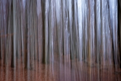 011_Gehölzgarten (c) Astrid Padberg