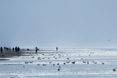 044_Strandauftrieb (c) Ulricke Kaulfuß