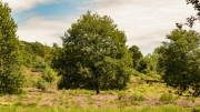 Wahner Heide (c) Gerd Baumann