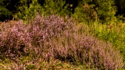 Wahner Heide (c) Gerd Baumann