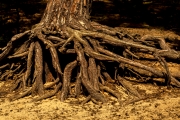 Wahner Heide (c) Gerd Baumann