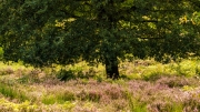 Wahner Heide (c) Gerd Baumann