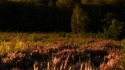 Wahner Heide (c) Gerd Baumann