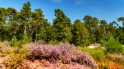 Wahner Heide (c) Gerd Baumann