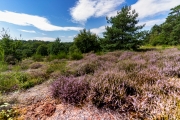 Wahner Heide (c) Gerd Baumann