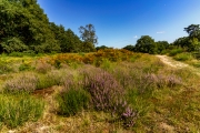 Wahner Heide (c) Gerd Baumann