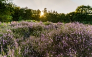 Wahner Heide (c) Gerd Baumann