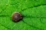 Muster (c) Gerd Baumann, Gemeine Haarschnecke