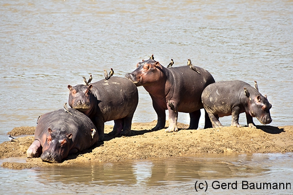 Hippo Island, Nord-Luangwa National Park