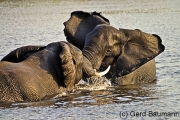 Kräftemessen, Chobe National Park