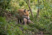 Vosichtig, Wildpark Bilsteintal