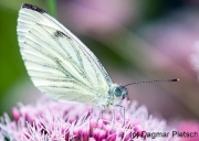 Ganz zart…, Naturpark Eifel