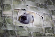 Durchblick, Zoologischer Garten, Wuppertal