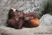 Hauptsache zugedeckt, Zoologischer Garten, Leipzig