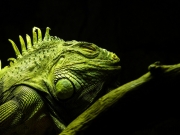 Nickerchen, Parque zoológico de Madrid