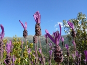 Es duftet lila, Parque nacional de la Sierra de Guadarrama