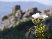 Einzelnes Röschen, Parque nacional de la Sierra de Guadarrama