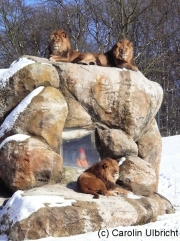 Unter Beobachtung, Zoologischer Garten, Wuppertal